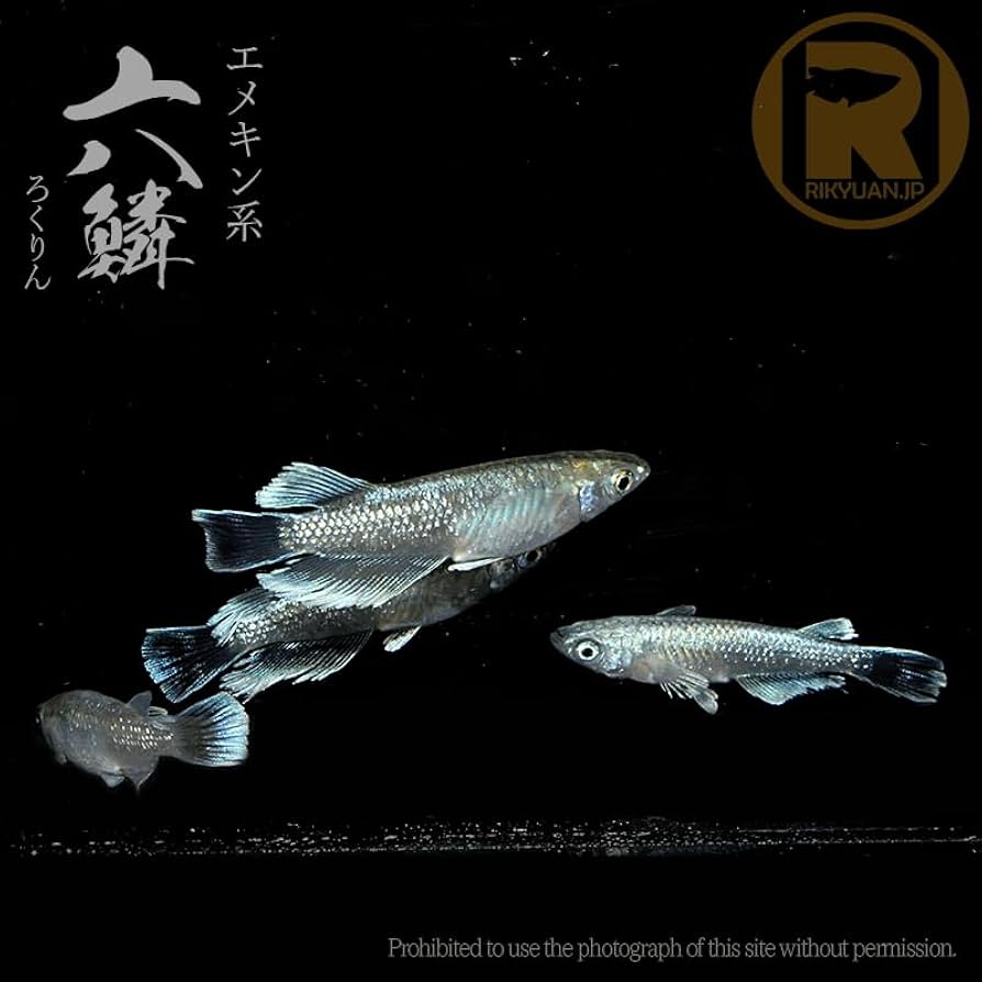 アンゴラ産　キリアツメの仲間　二頭 2頭 アンゴラ産キリアツメの仲間